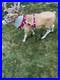 Used 4.5ft. Blow mold Reindeer with Antlers LED Lights Home Depot Accents